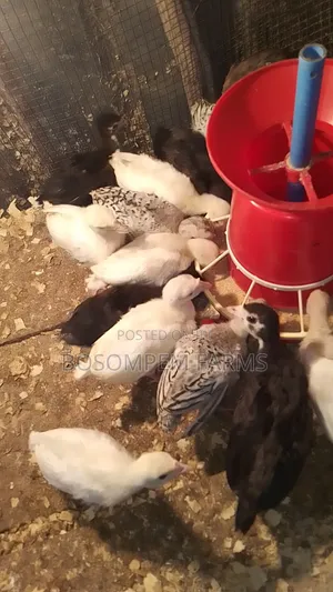 Young Turkeys for Sale