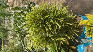 Croton for Sale
