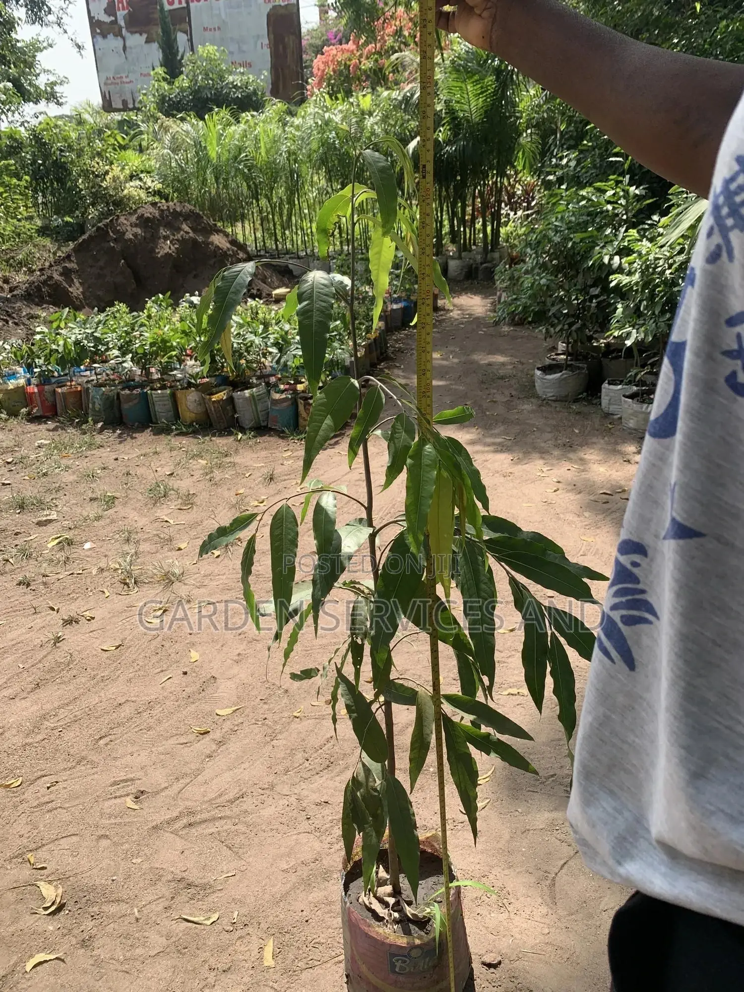 Indian Tree for Sale