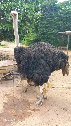 Photo - Ostriches (Matured) for Sale