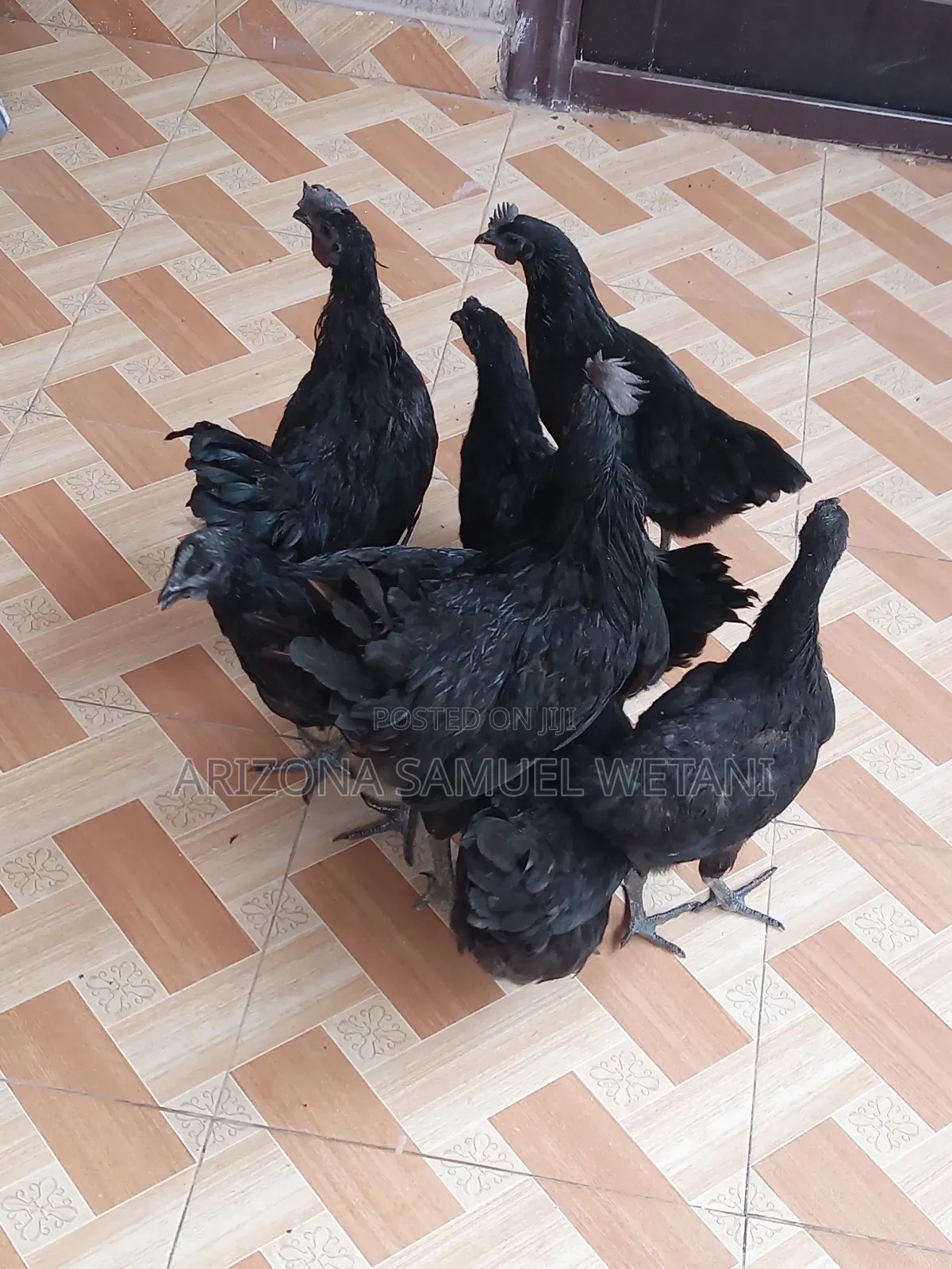 Ayam Cemani Chicks