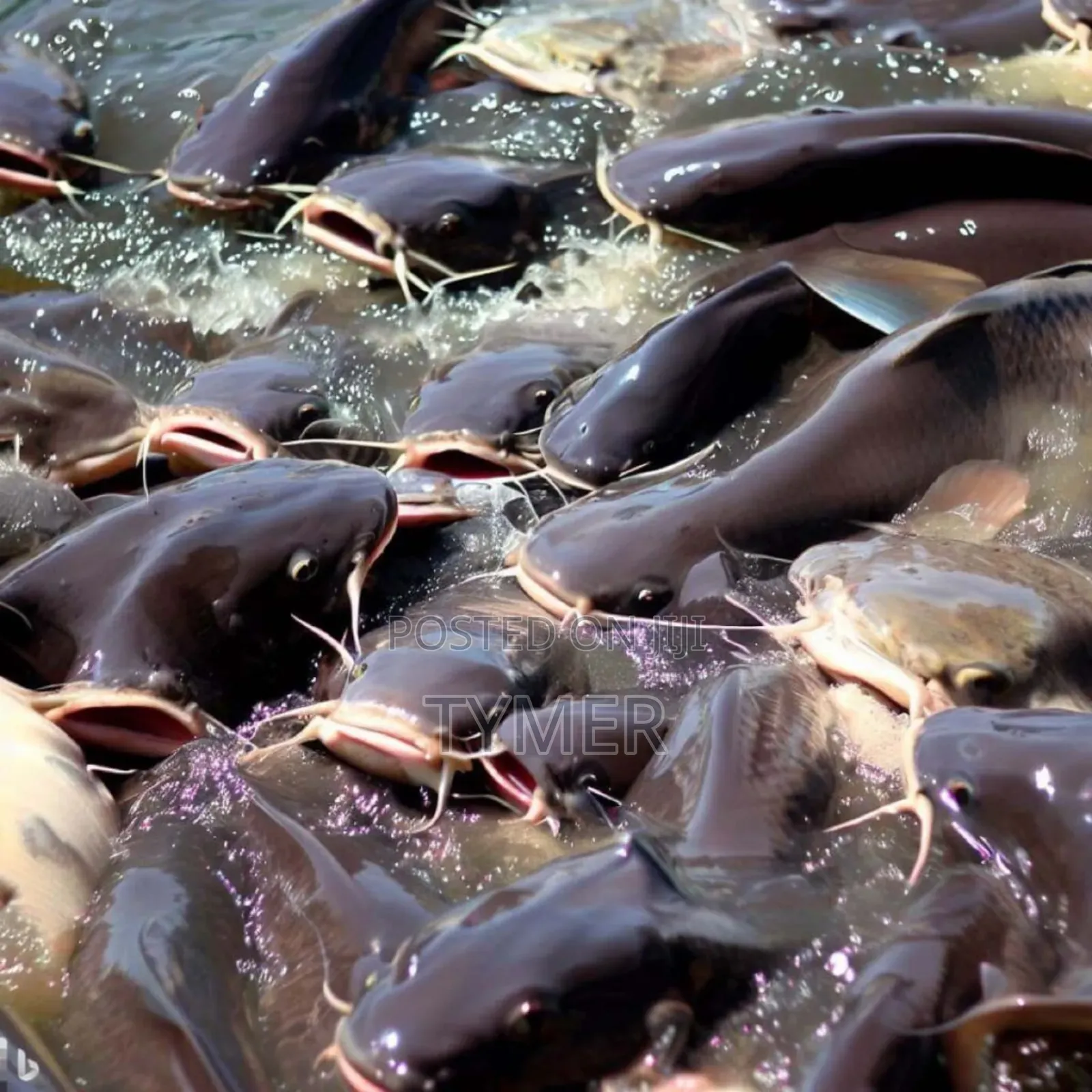 Catfish for Sale