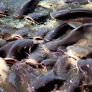 Catfish for Sale