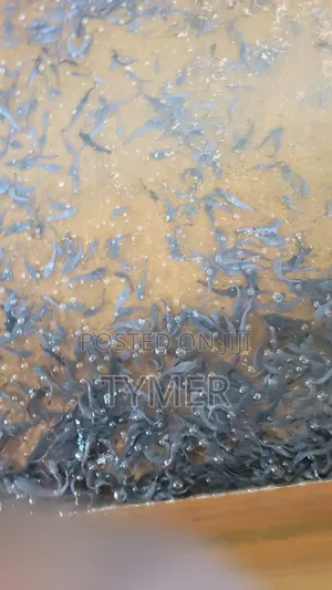 Catfish for Sale