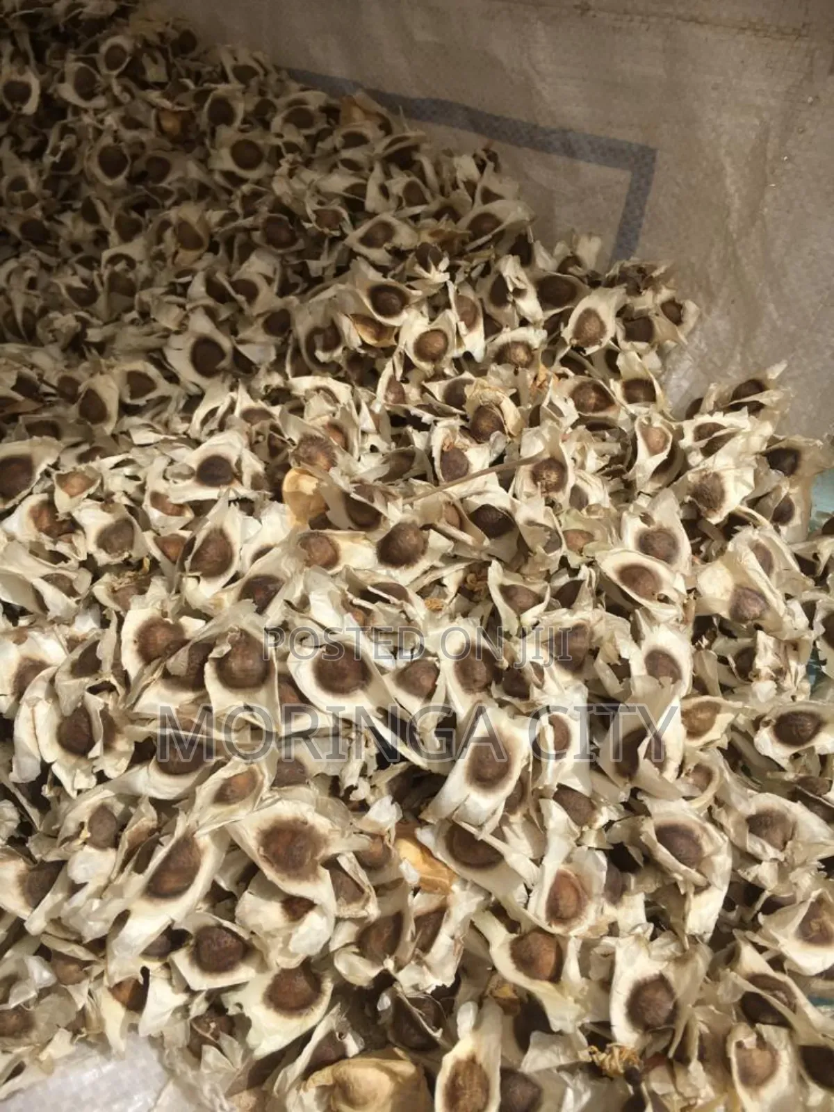 Moringa Seeds 2026 Harvest