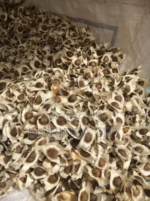Moringa Seeds 2026 Harvest