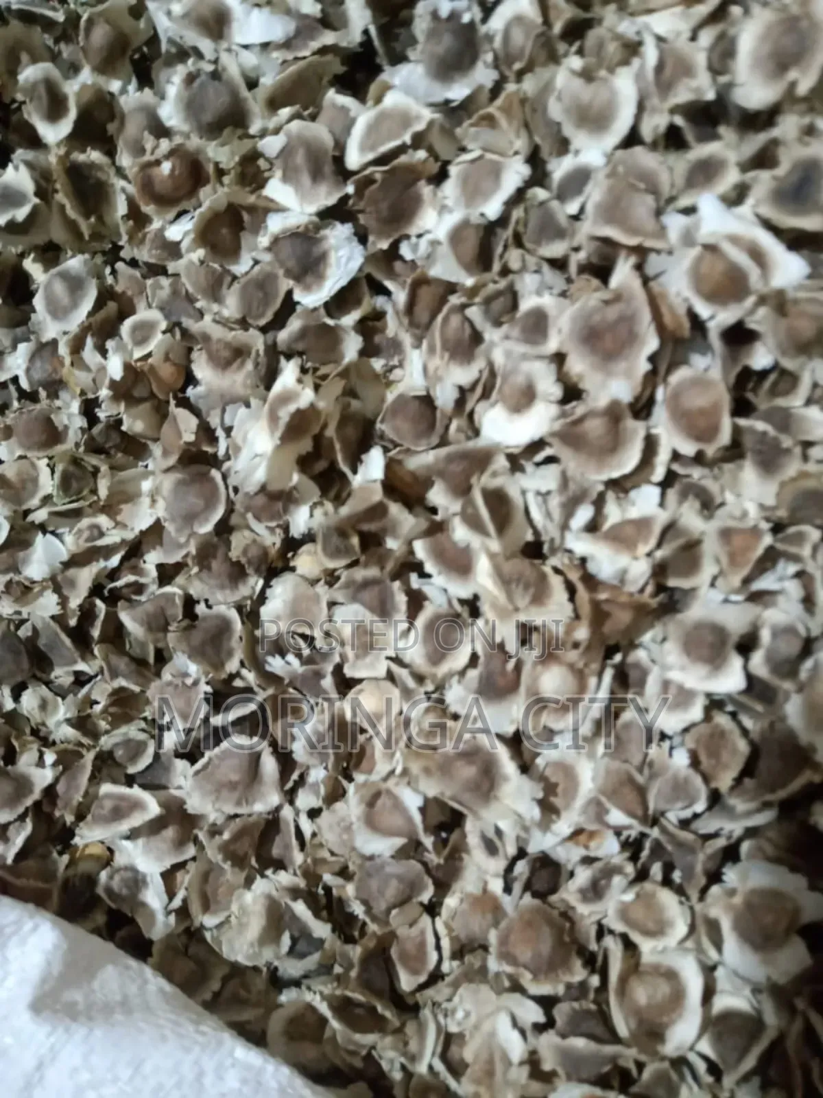 Moringa Seeds 2026 Harvest
