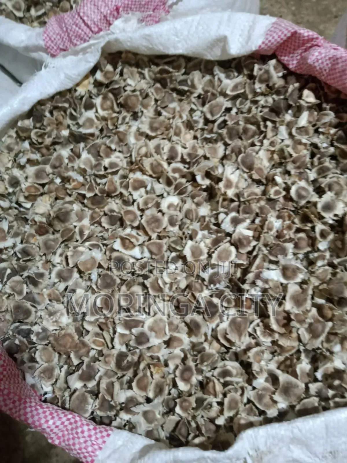 Moringa Seeds 2026 Harvest