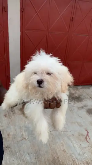 1-3 months Female Purebred Poodle
