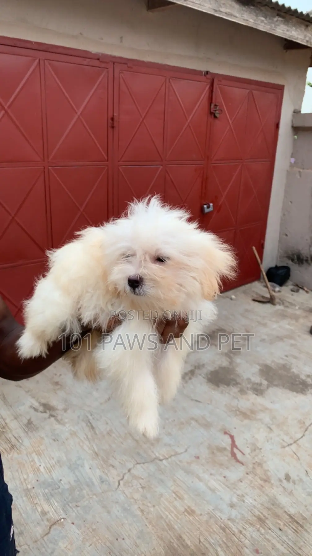 1-3 months Female Purebred Poodle