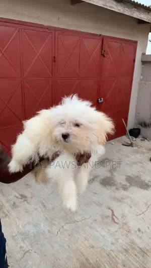 1-3 months Female Purebred Poodle