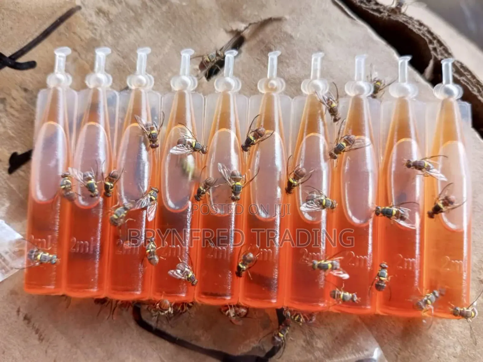 Fruitfly Pheromone Trap (Methyl Eugenol)