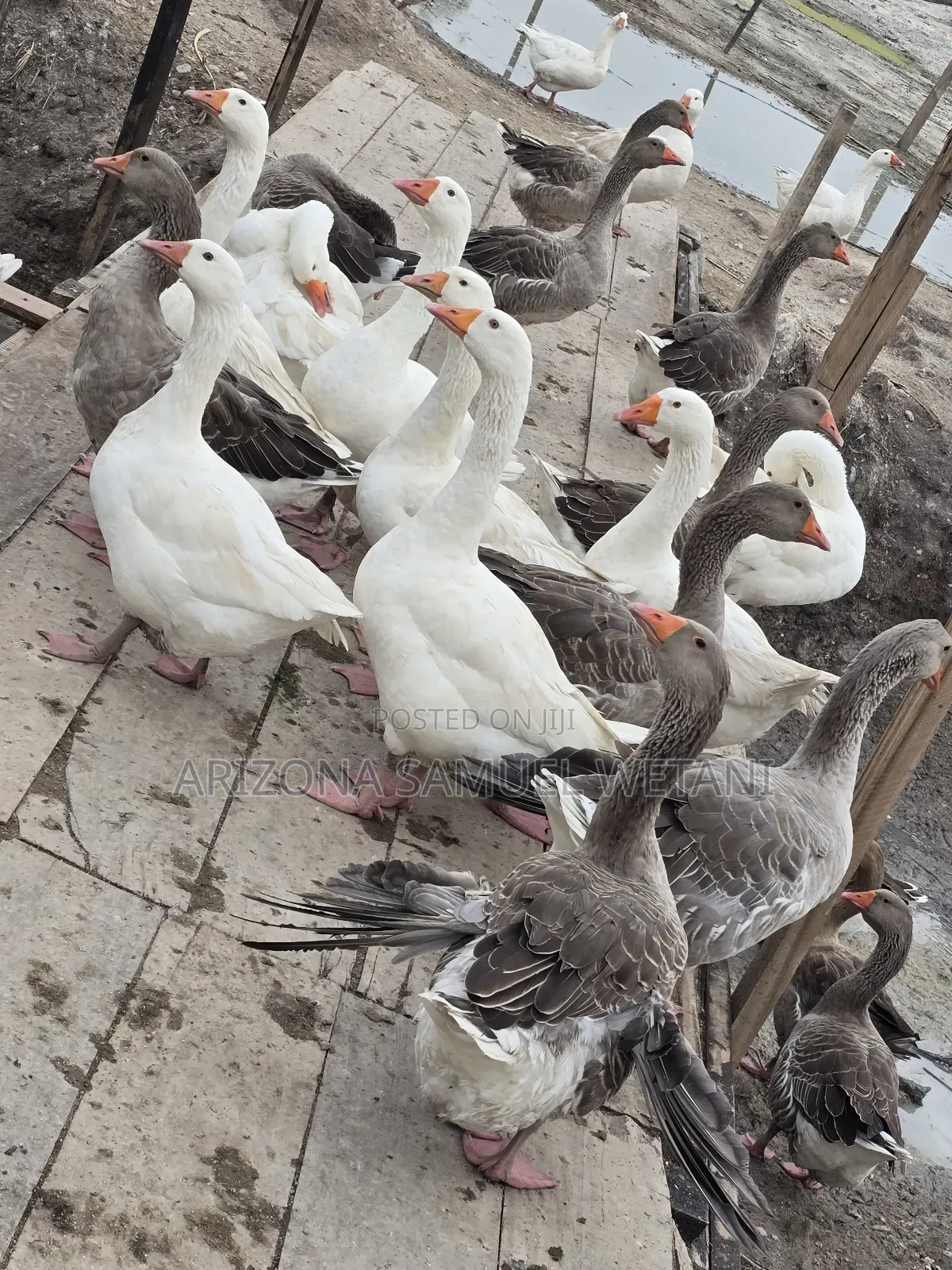 Geese (Embden,Chanise,Toulouse) for Sale