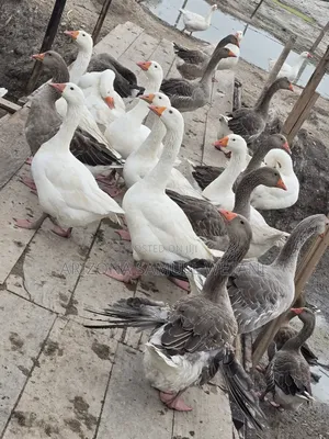 Geese (Embden,Chanise,Toulouse) for Sale