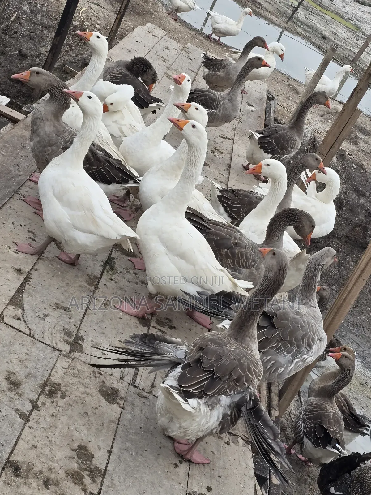 Geese (Embden,Chanise,Toulouse) for Sale