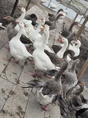 Geese (Embden,Chanise,Toulouse) for Sale
