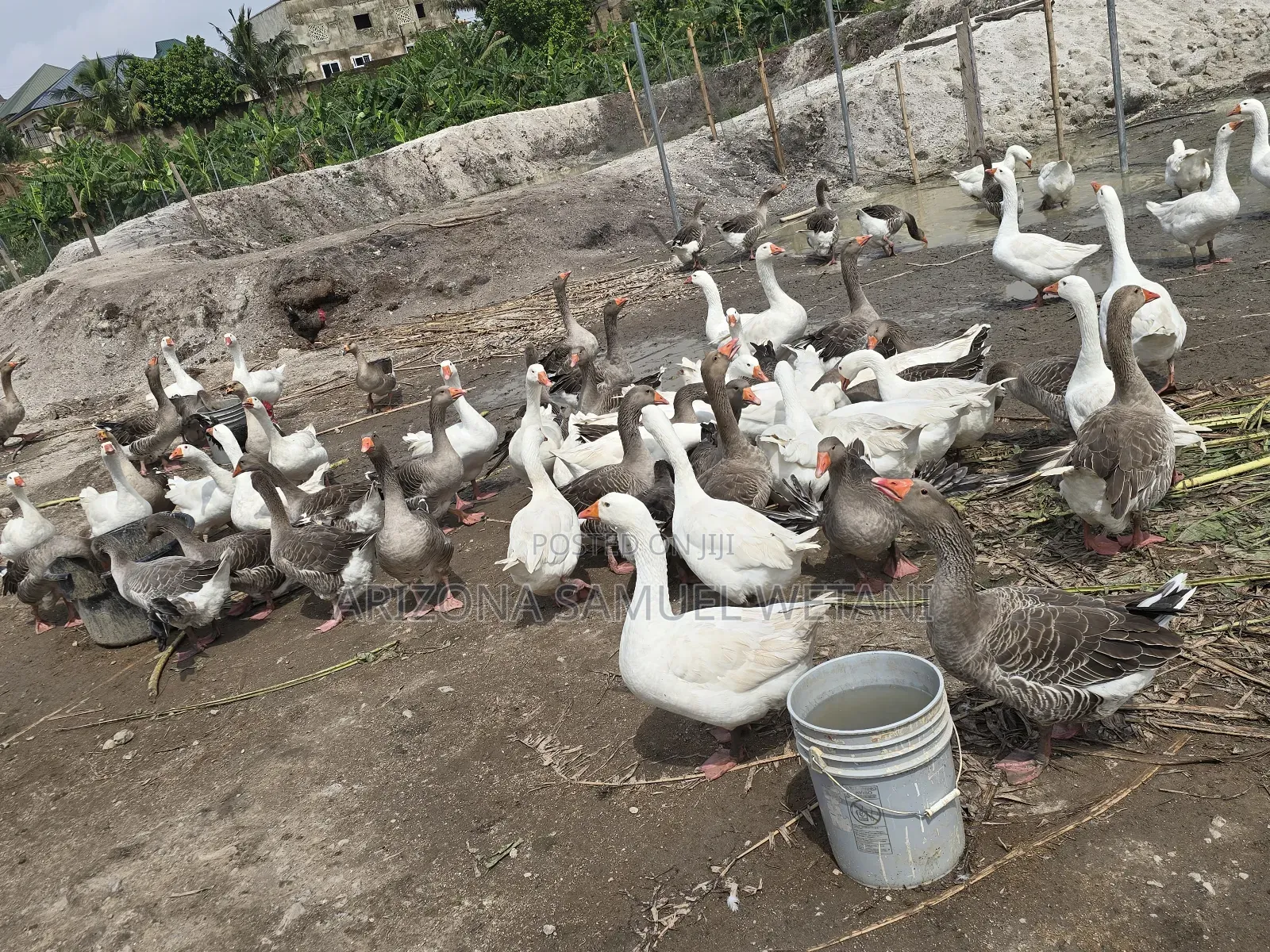 Geese (Embden,Chanise,Toulouse) for Sale