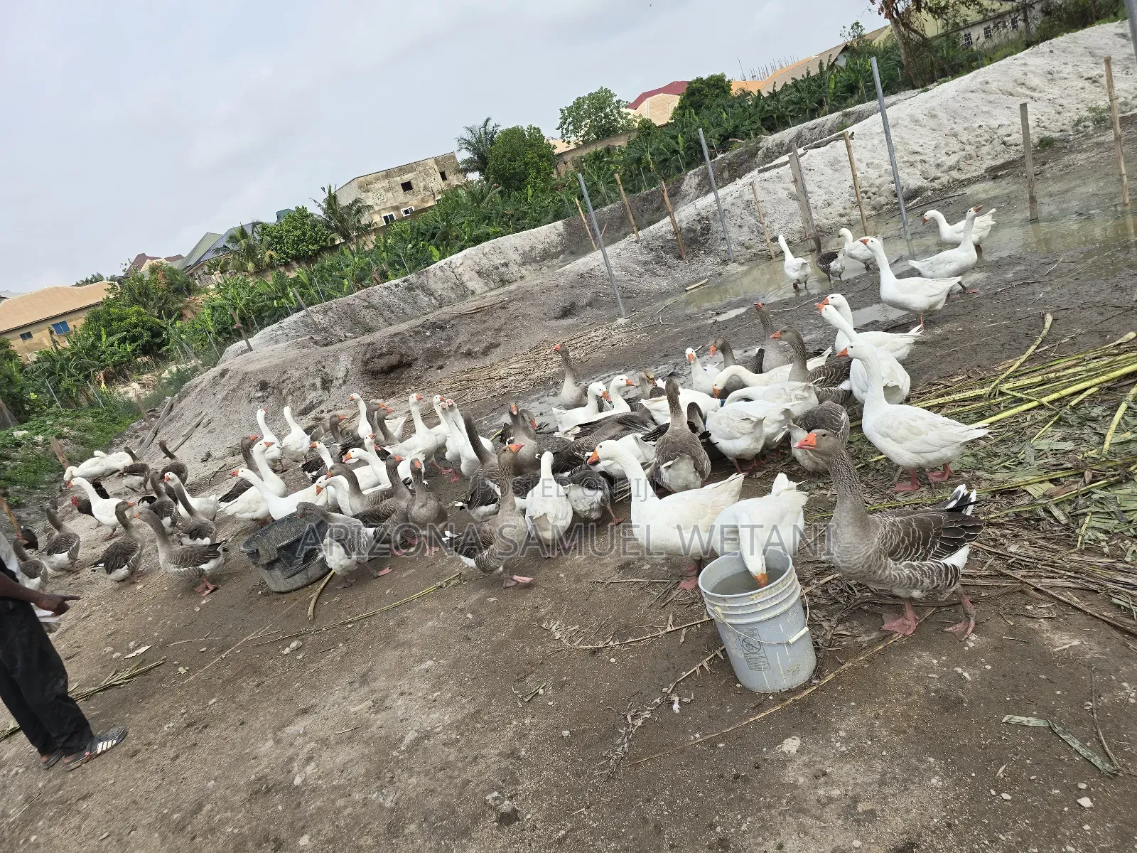 Geese (Embden,Chanise,Toulouse) for Sale