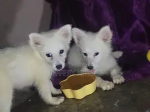 1-3 months Male Purebred American Eskimo