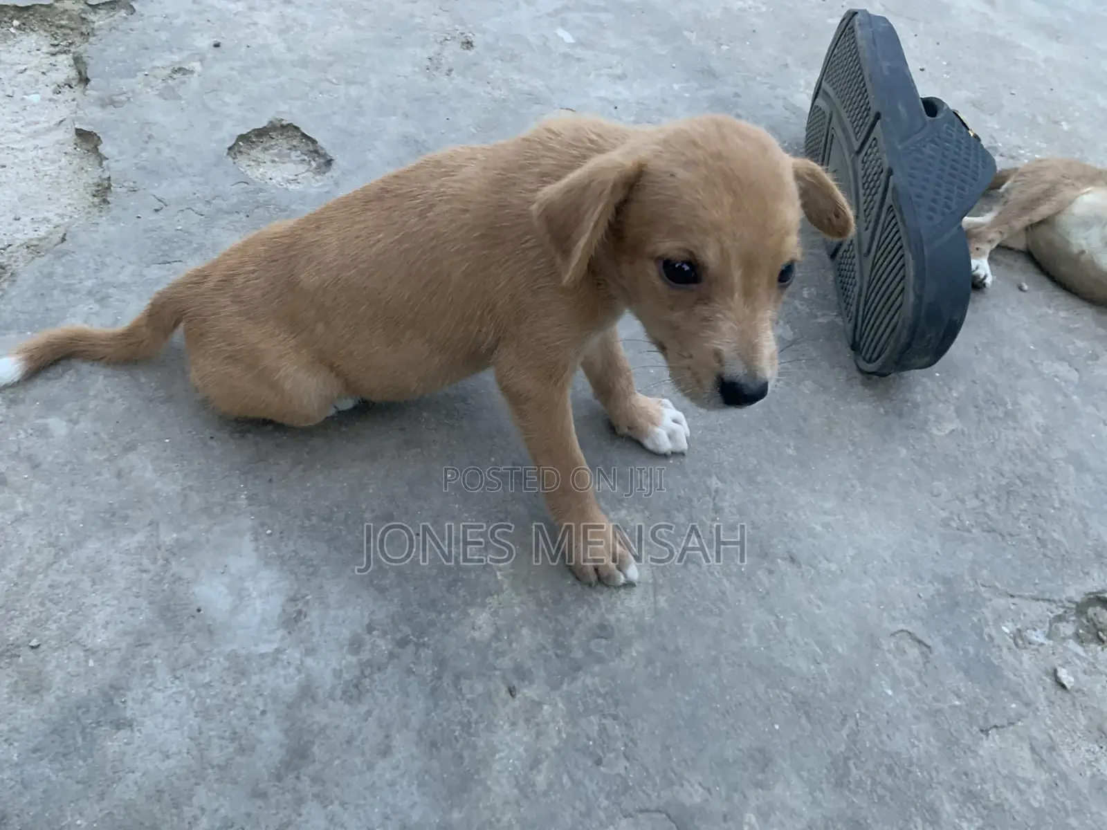 1-3 months Female Mixed Breed Dog