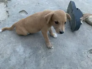 1-3 months Female Mixed Breed Dog