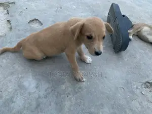 1-3 months Female Mixed Breed Dog