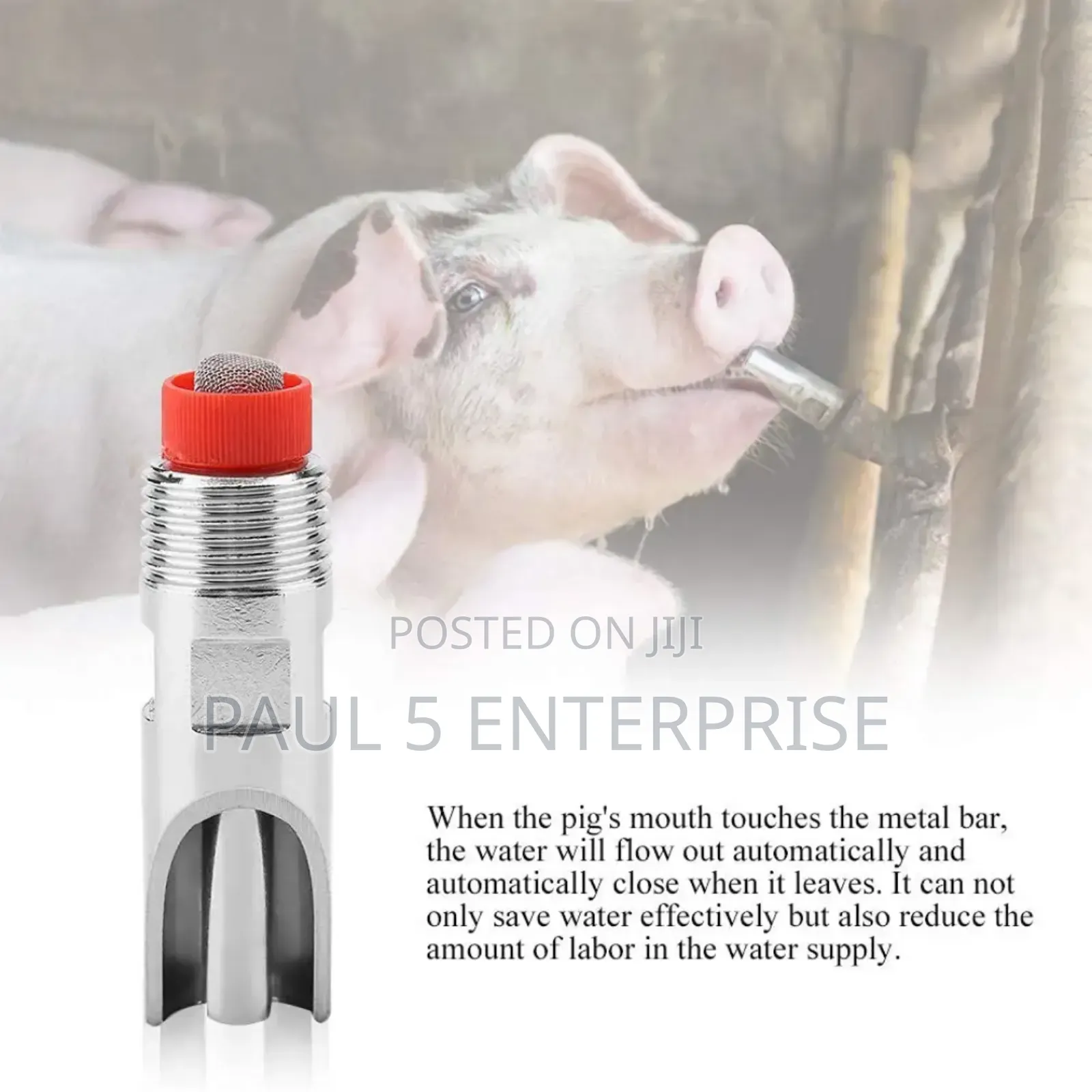 Pig Nipples Or Drinkers