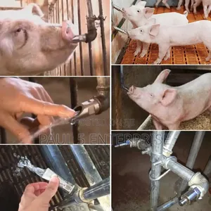 Pig Nipples Or Drinkers
