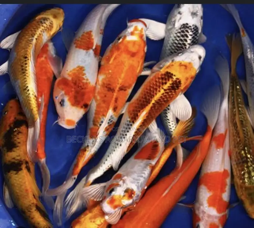 Grade a Koi’S