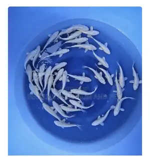Multi Colored Koi’S