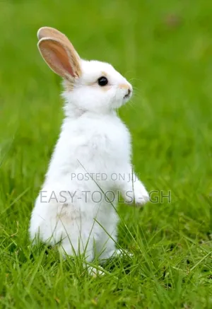 Rabbits -( Local Crossbred With Lion Heads )