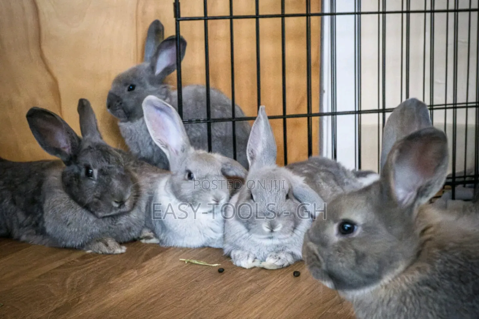 Rabbits -( Local Crossbred With Lion Heads )