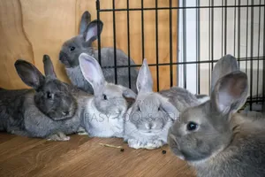 Rabbits -( Local Crossbred With Lion Heads )