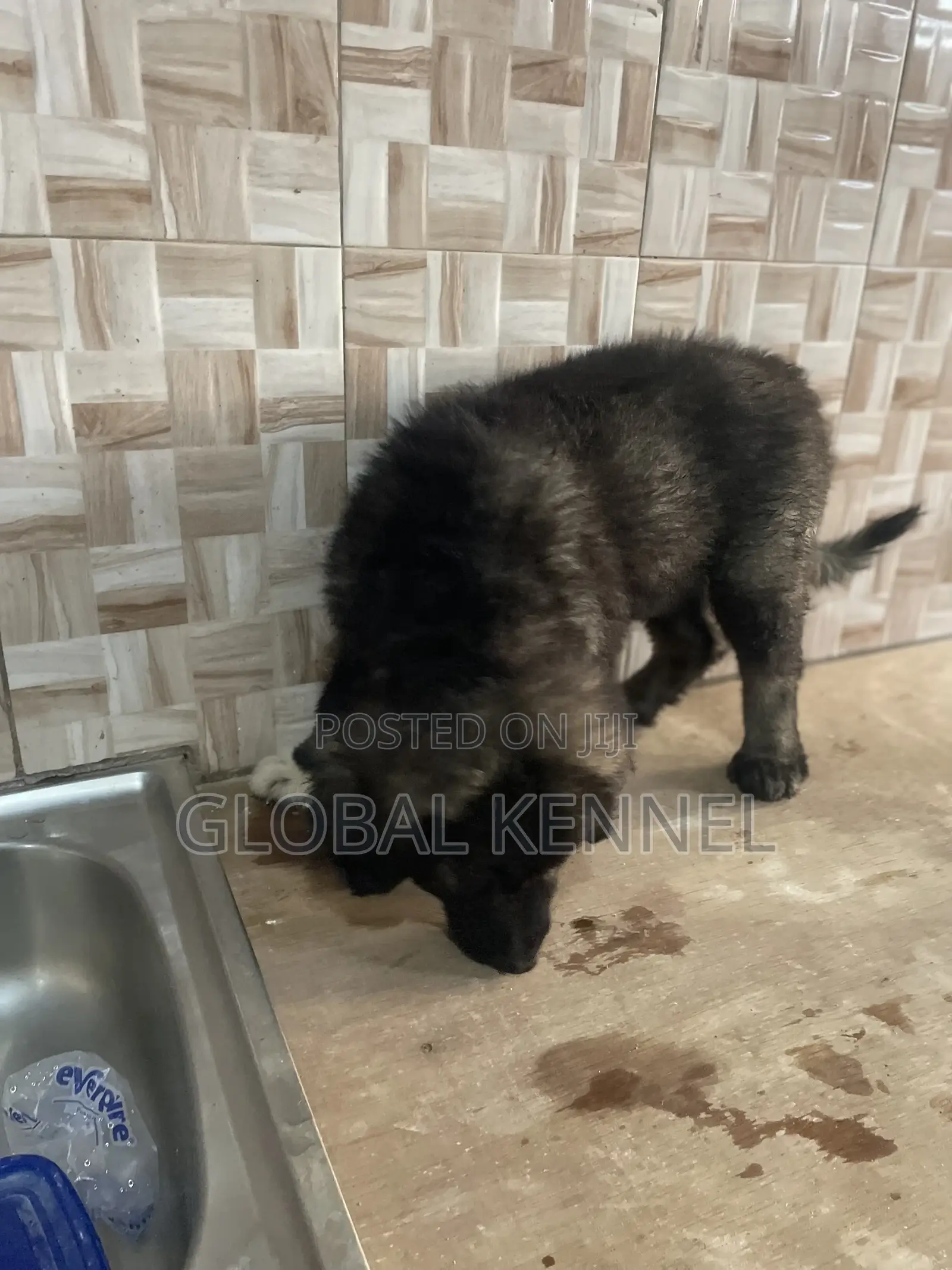 1-3 months Male Purebred Caucasian Shepherd