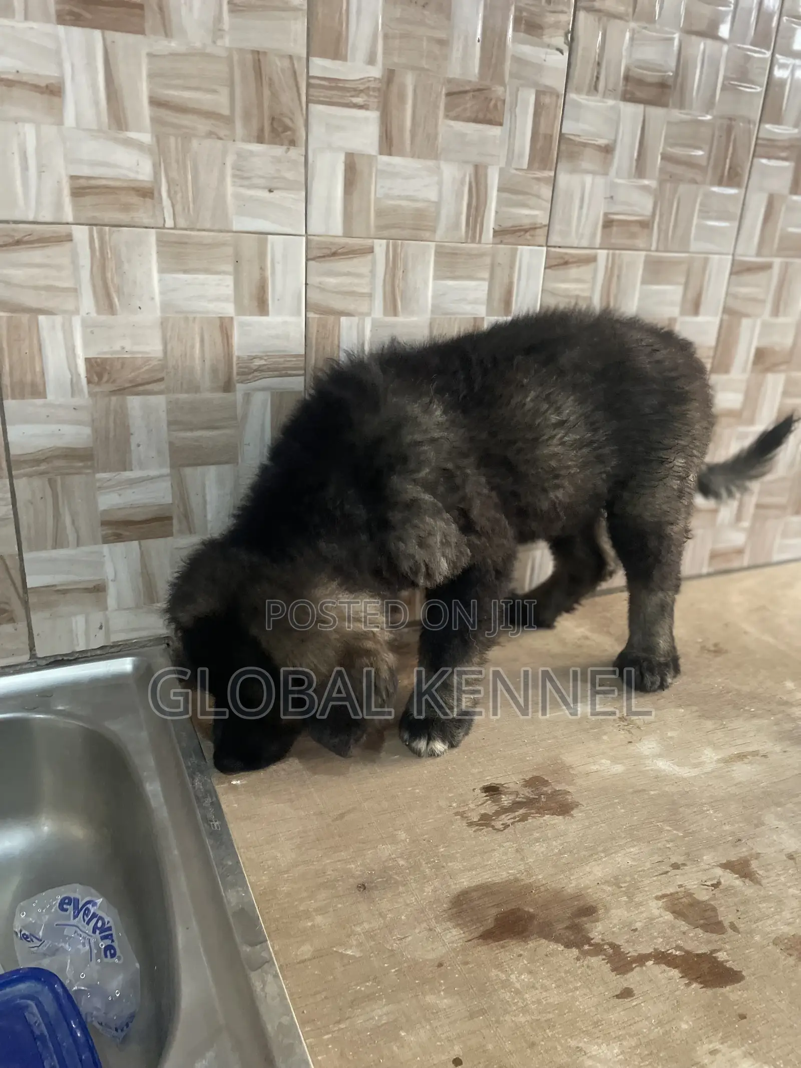 1-3 months Male Purebred Caucasian Shepherd