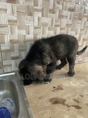1-3 months Male Purebred Caucasian Shepherd