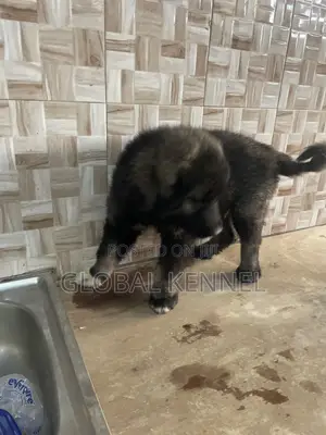 1-3 months Male Purebred Caucasian Shepherd