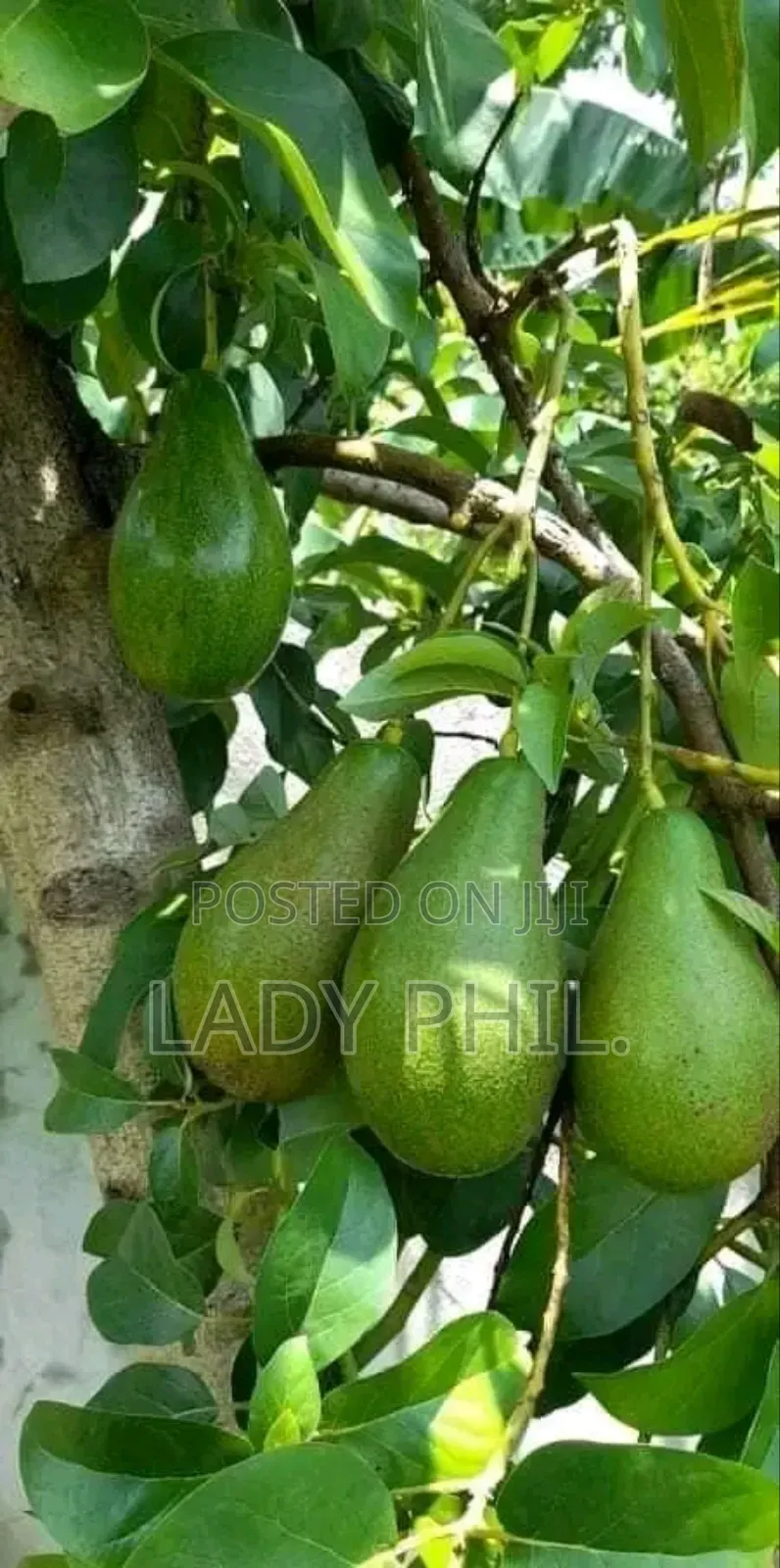 Quality Grafted N Ungrafted Hass,Nkuto N Hybrid Pear Seedlin