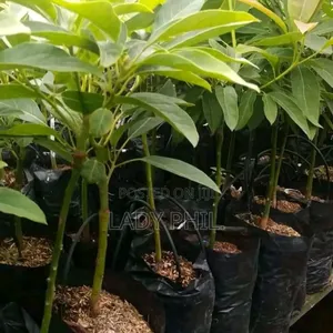 Quality Grafted N Ungrafted Hass,Nkuto N Hybrid Pear Seedlin
