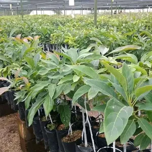 Quality Grafted N Ungrafted Hass,Nkuto N Hybrid Pear Seedlin