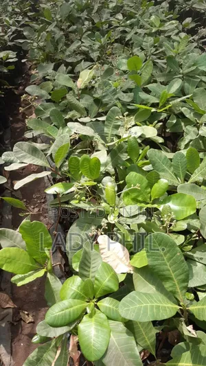 Certified Grafted Cashew Seedlings And Other Seedlings