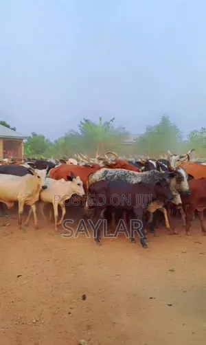 Cow's and Rams All Sizes and Types for Sale