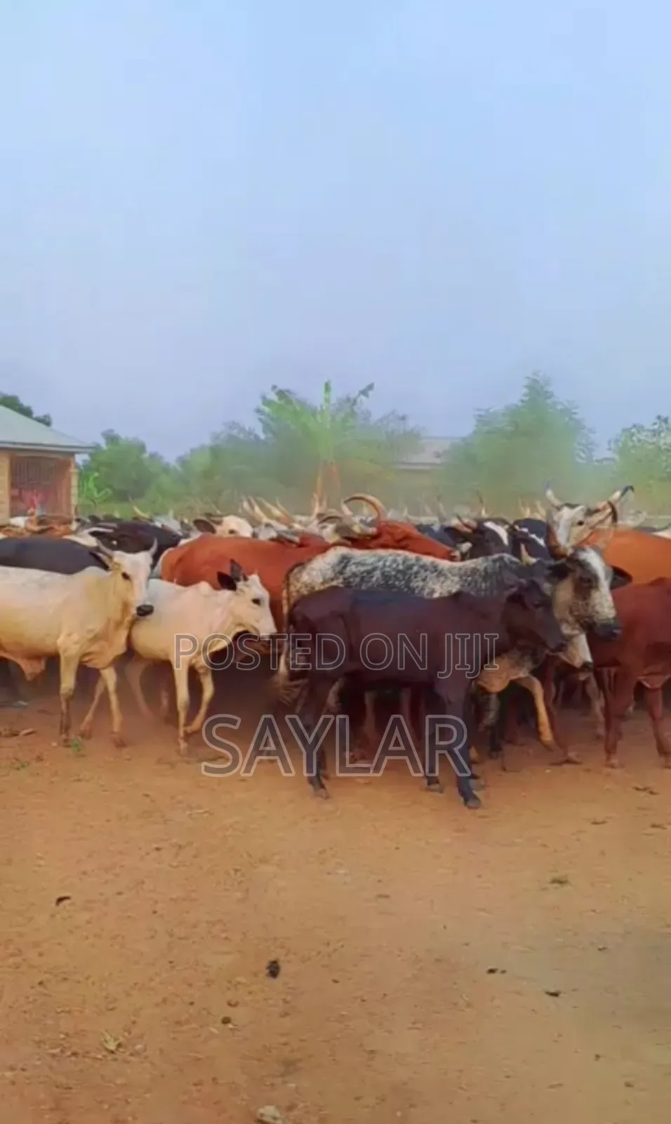 Cow's and Rams All Sizes and Types for Sale