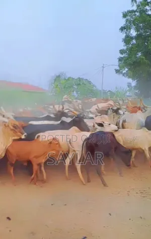 Cow's and Rams All Sizes and Types for Sale