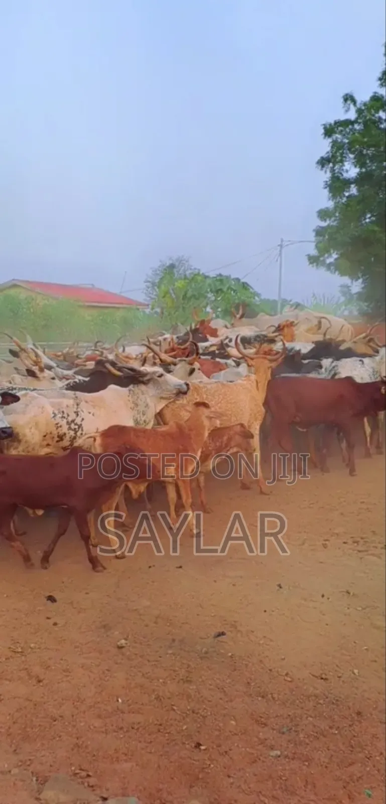 Cow's and Rams All Sizes and Types for Sale
