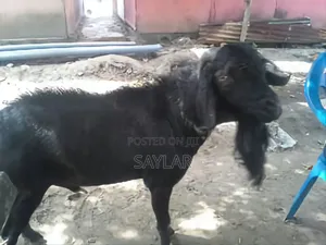 Cow's and Rams All Sizes and Types for Sale