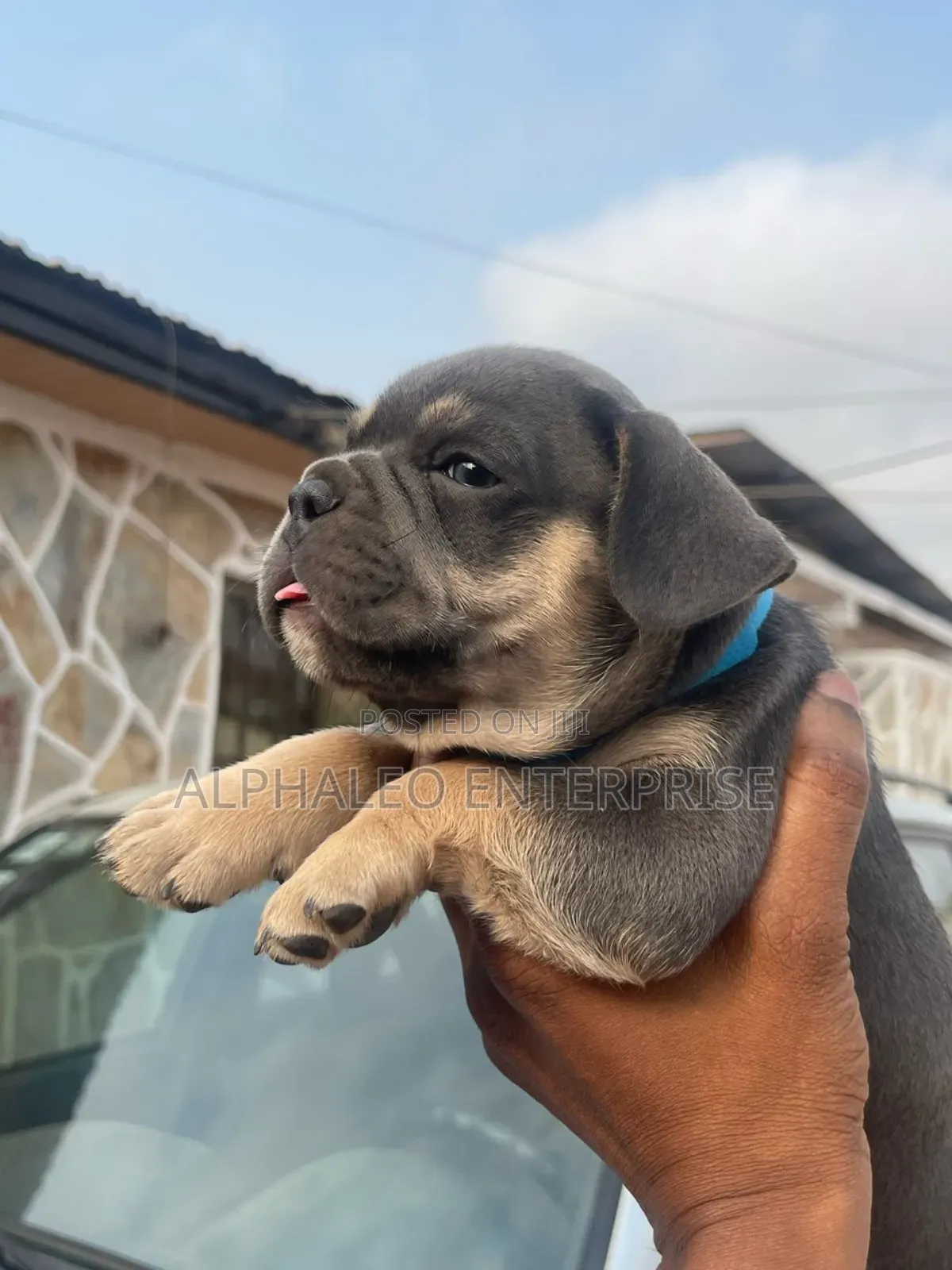 1-3 months Female Purebred French Bulldog