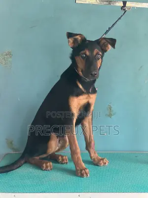 1-3 months Male Purebred German Shepherd