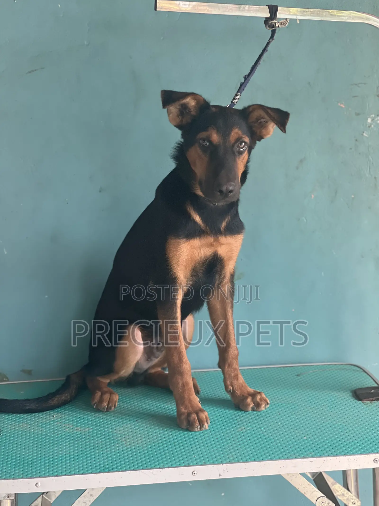 1-3 months Male Purebred German Shepherd