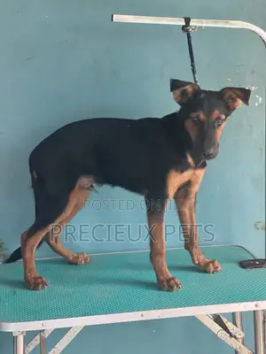 1-3 months Male Purebred German Shepherd